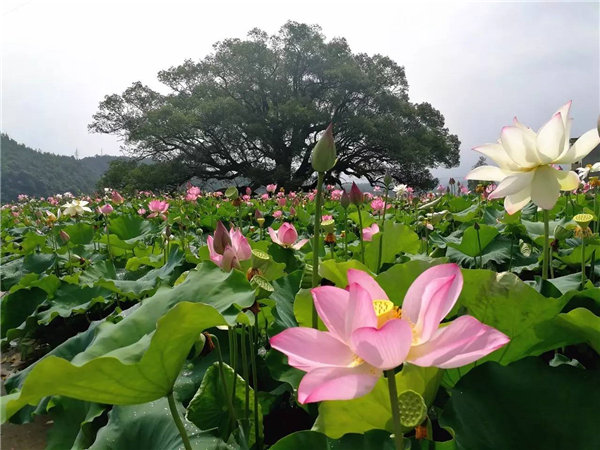 旗袍秀乡村游▶“荷”你相约铜鼓东浒村!采莲、品茗、划竹排~好期待哦!
