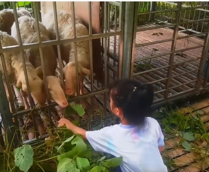 活动视频
